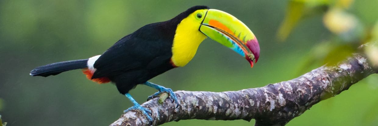Costa Rica Central Mountains Jul