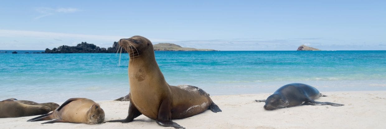 The Galapagos, Ecuador