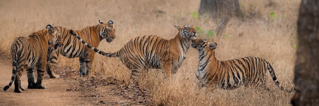 India Central plains Jun