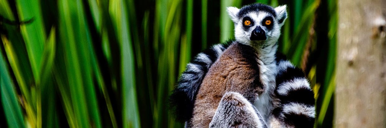 Madagascar Central Highlands Jun